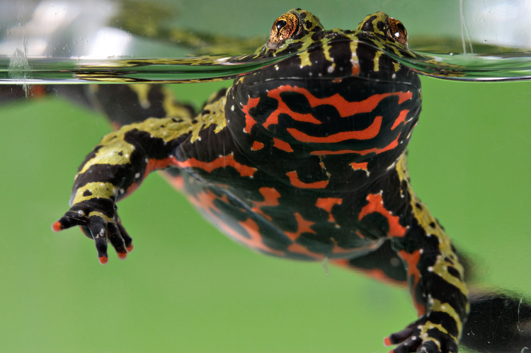 Oriental Fire bellied Toad partially in water