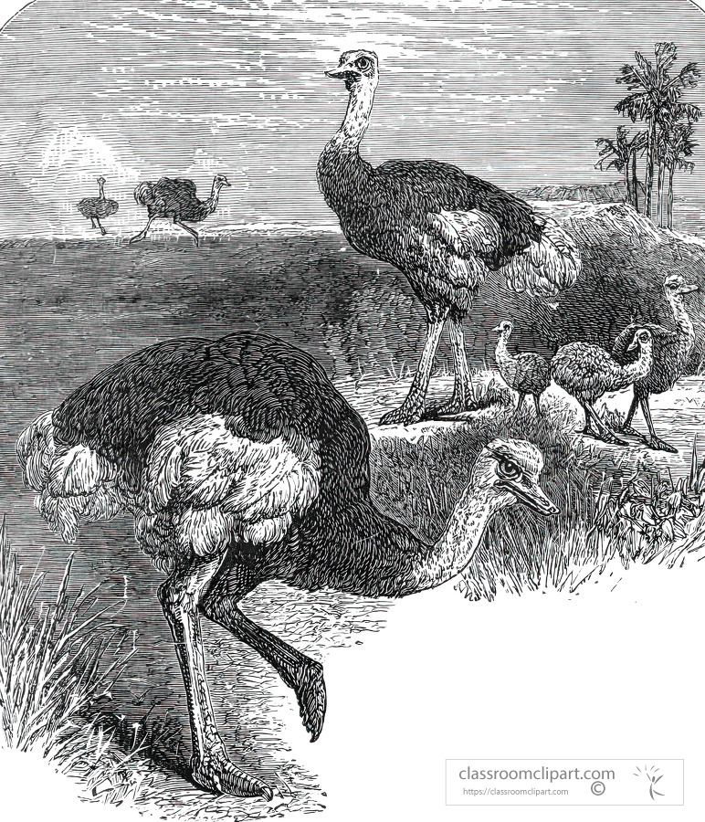 ostrich in africa historical illustration africa