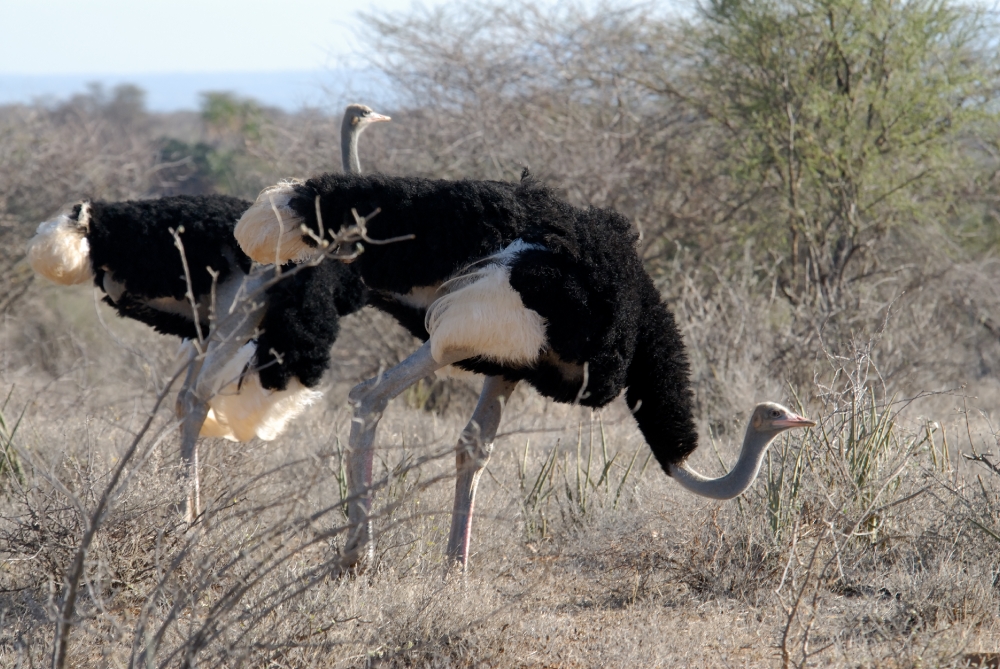 Ostrich Samburu National Reserve Kenya Africa