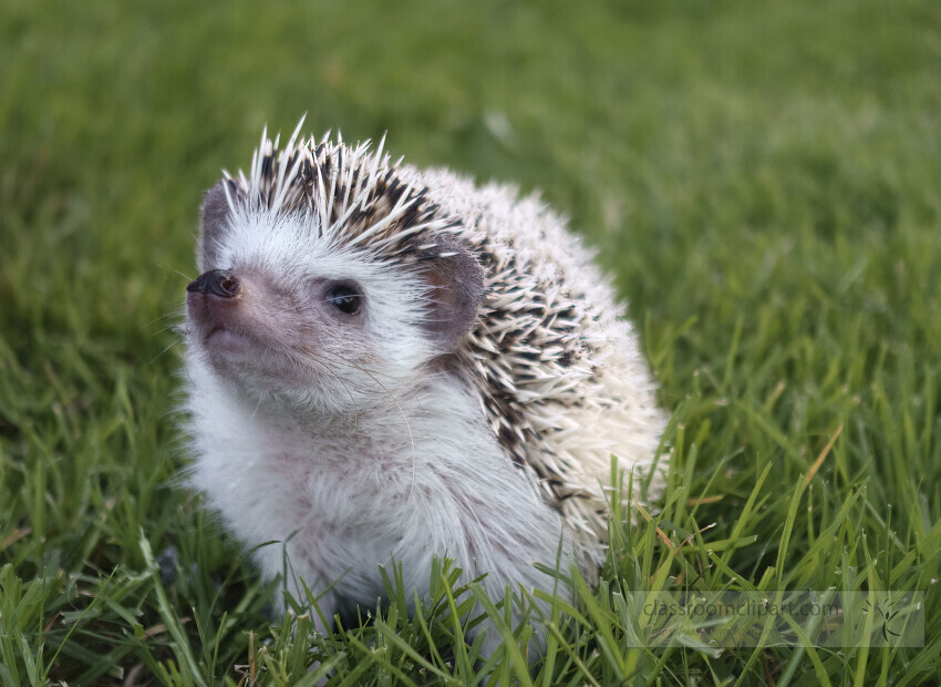 our pet hedgehog playing in the grass