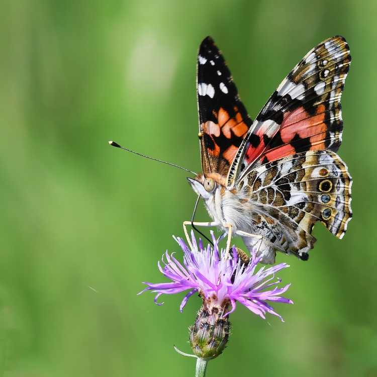 Painted lady butterfly on spotted knapweed