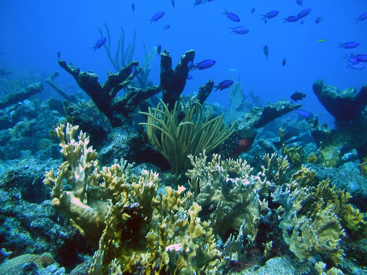 parrotfish in the ocean near a coral