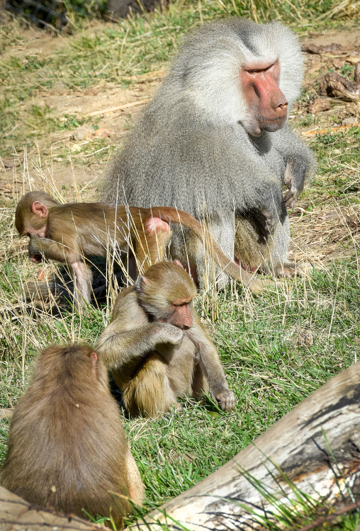 photo adult and young hamadryas baboons closeup