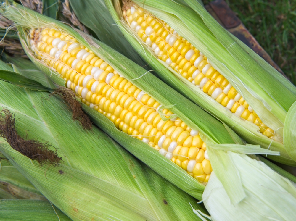 photo freshly picked corn from farm 231