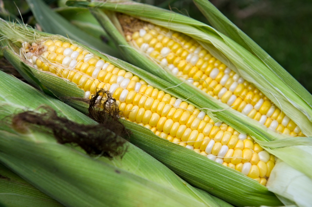 photo freshly picked corn from farm 236