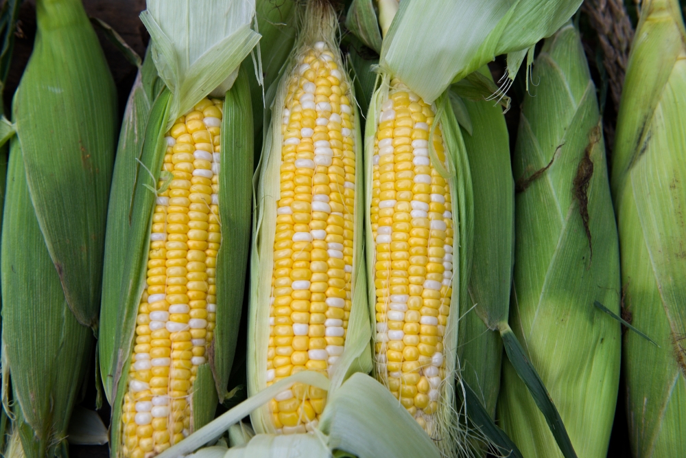 photo freshly picked corn from farm 242