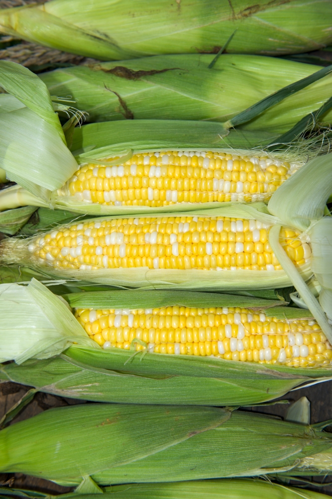 photo freshly picked corn from farm 249