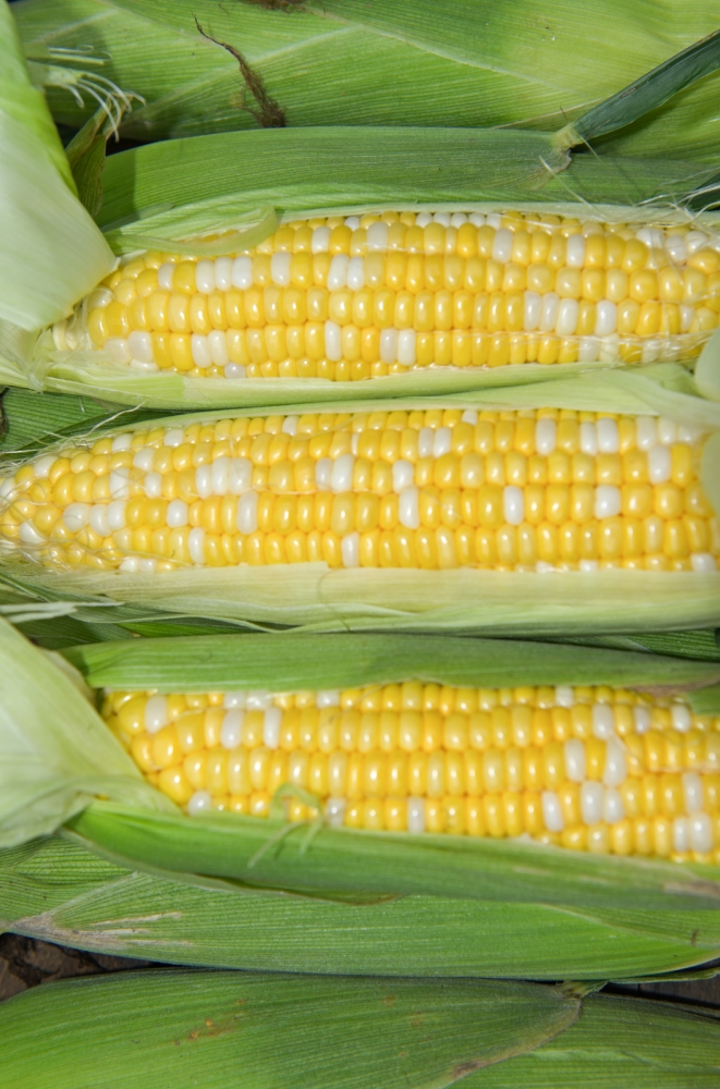 photo freshly picked corn from farm 251