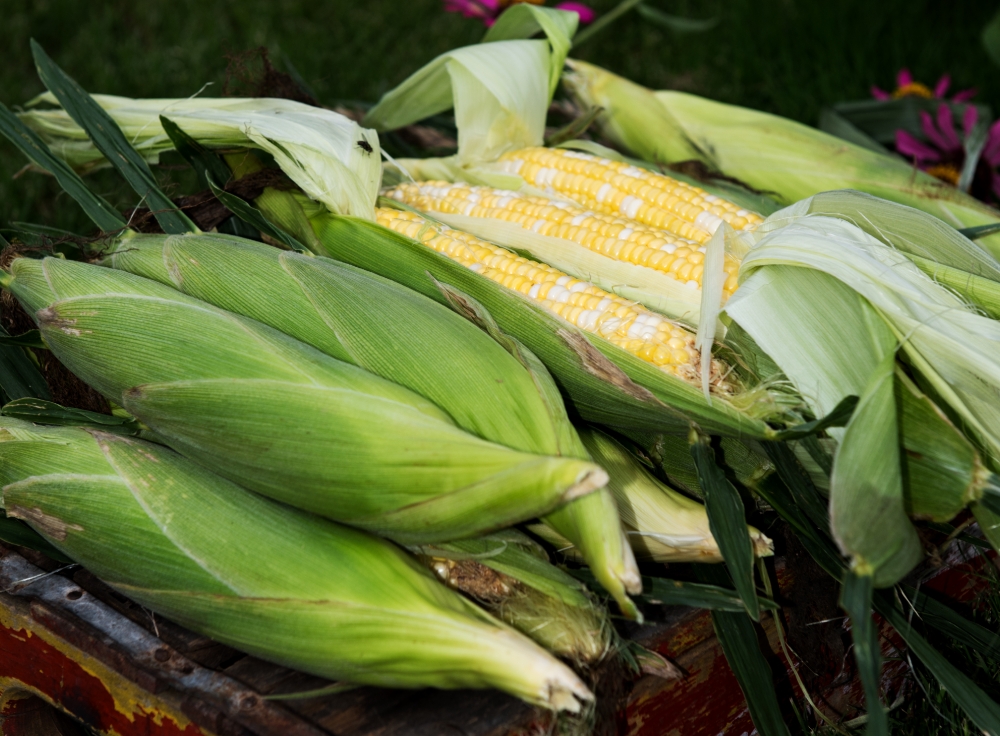 photo freshly picked corn with shucks