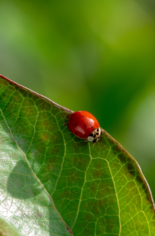 photo of small beetle red ladybug on leaf image
