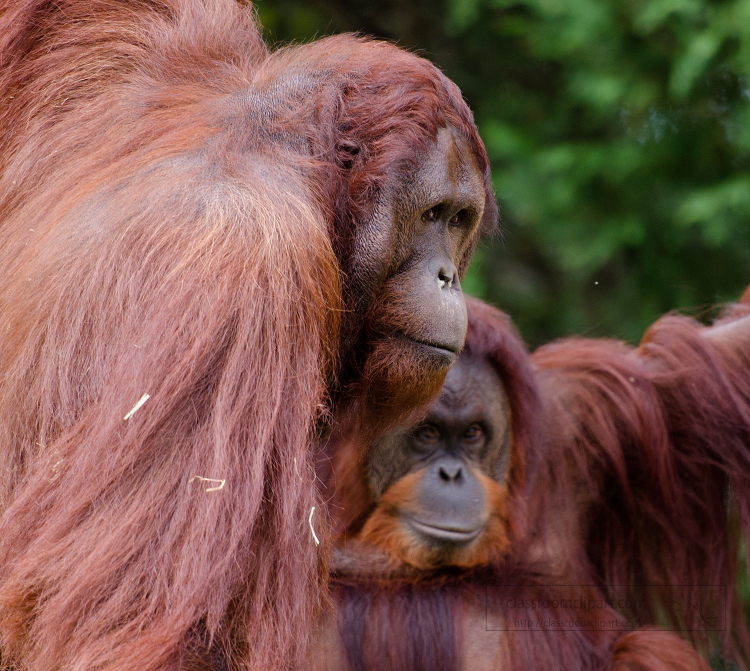 Photograph of two orangutan side view