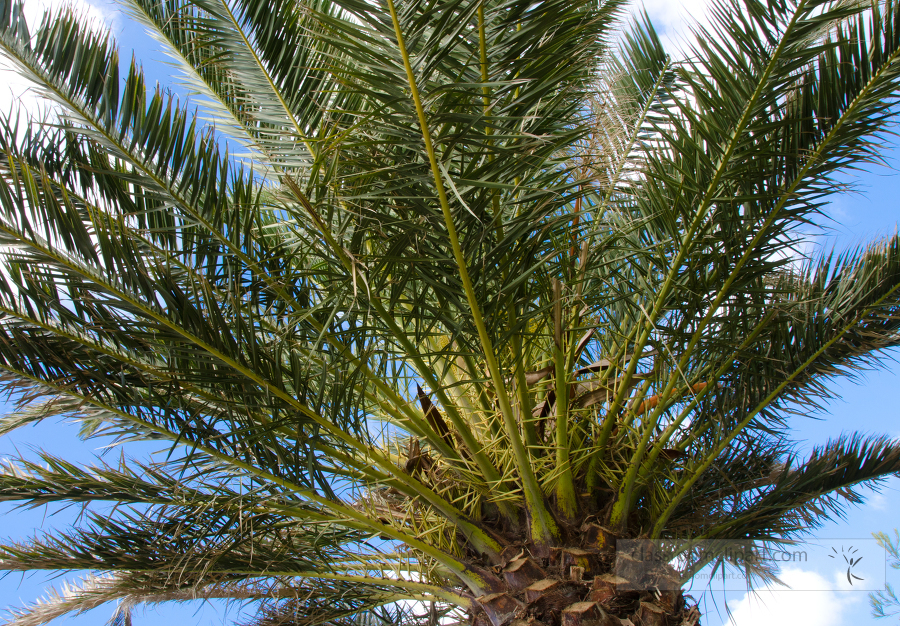 picture closeup palm tree 687