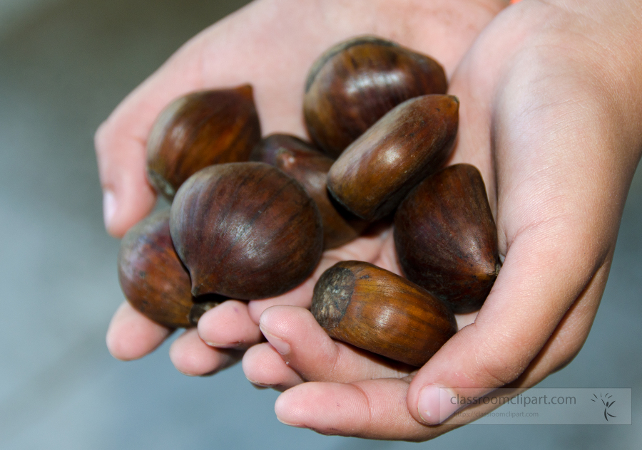 picture of hands holding chestnuts 0717
