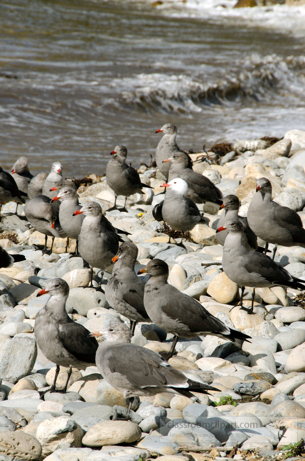 picture of seagulls on rocks by seashore 654