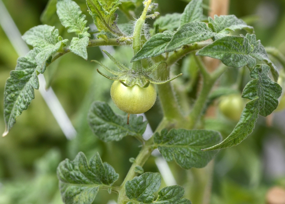 Picture of tomatoes growing in a garden