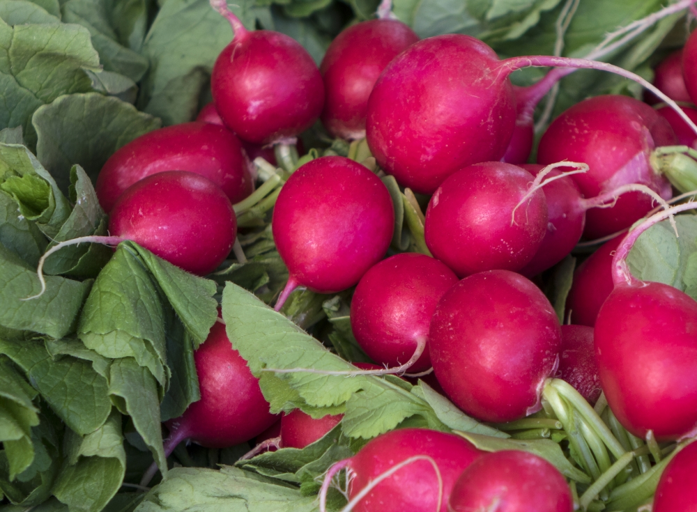 picture red radish bunches at market vegetable