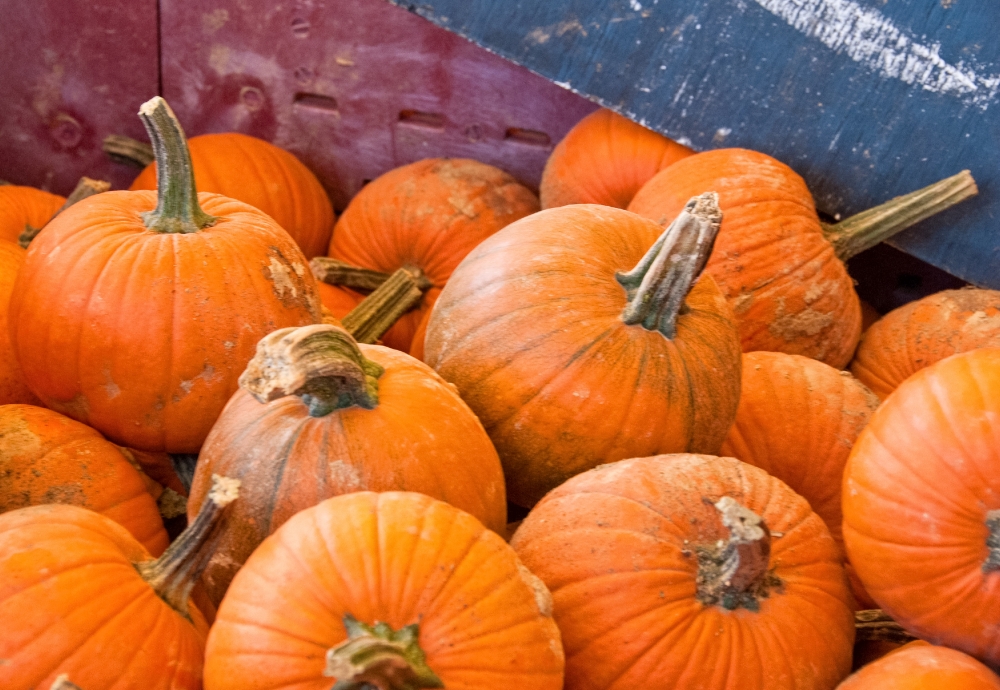 pile of fall pumpkins7