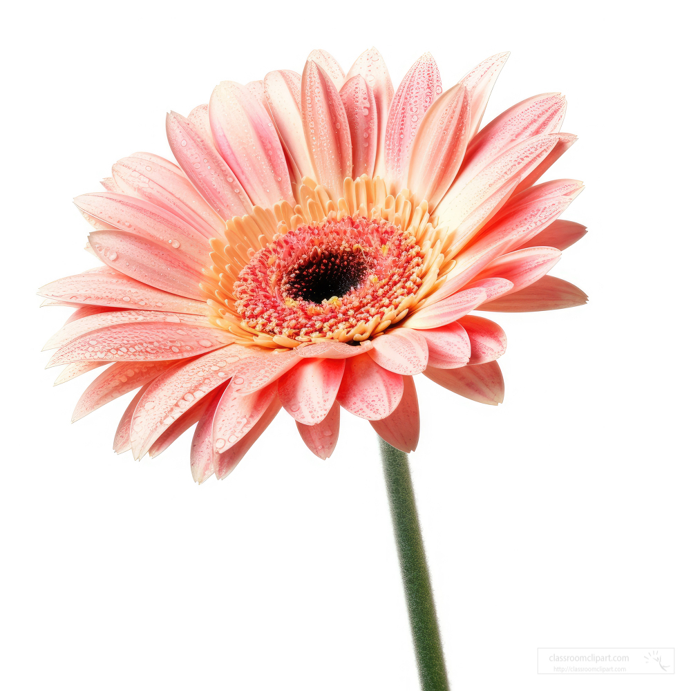 pink gerbera daisy with stem isolated on white backround