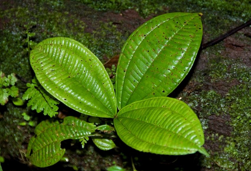 Plants Costa Rica