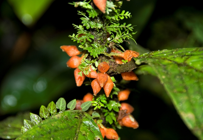 Plants Costa Rica