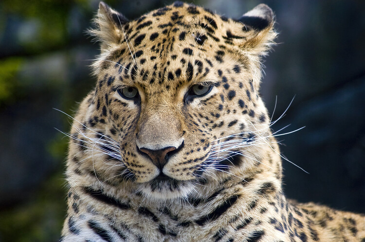 portrait of a leopard front view
