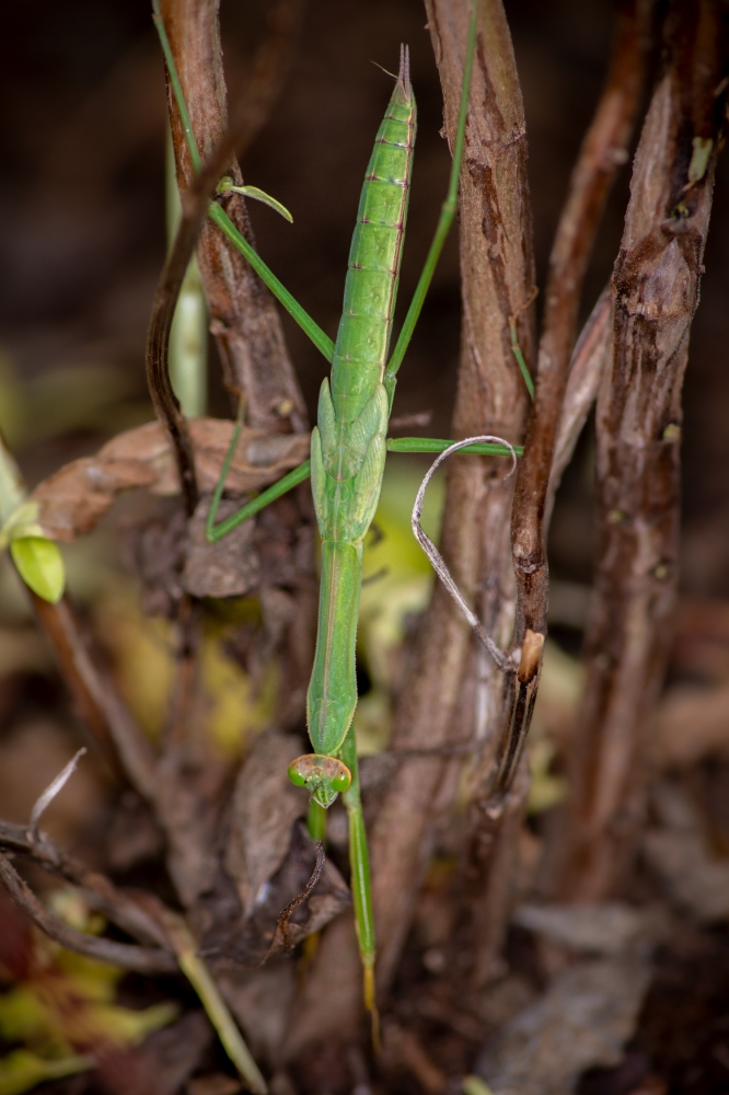 praying mantis hunting for food