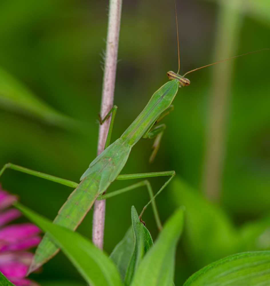 praying mantis looking for food