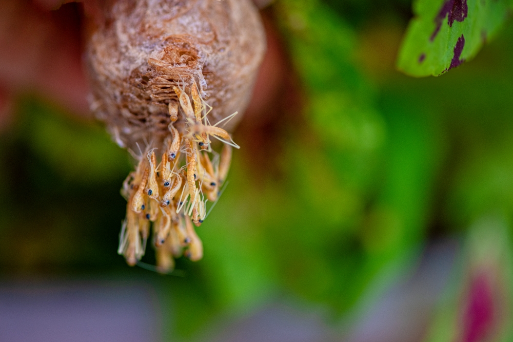 praying mantis nymphs attached to ootheca