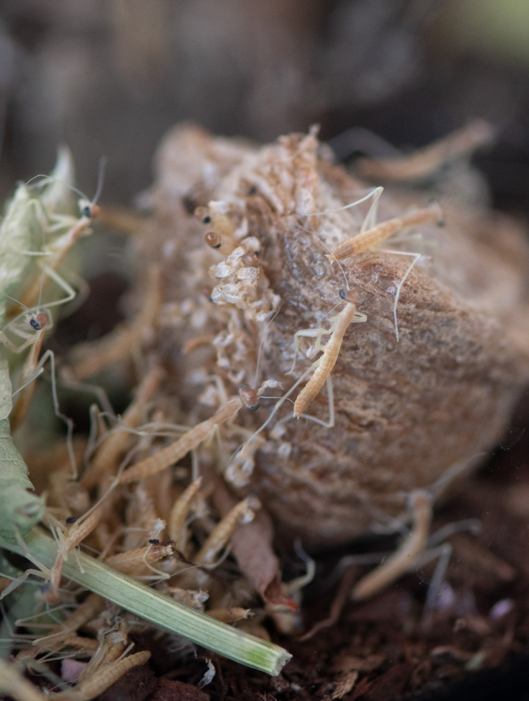 praying mantis nymphs hatching egg sac