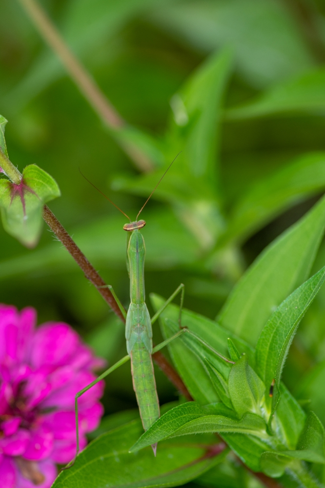 praying mantis relaxing on flower leaf