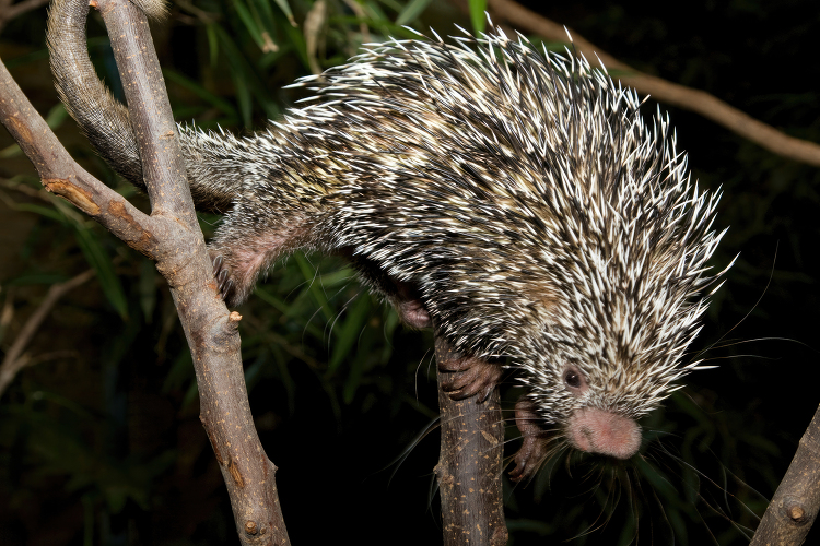 Prehensile tailed Brazilian Porcupine in a tree
