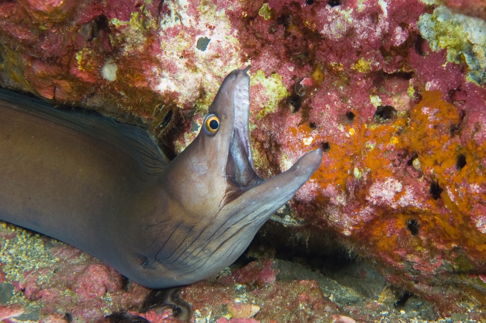 purplemouth moray with mouth open along coral