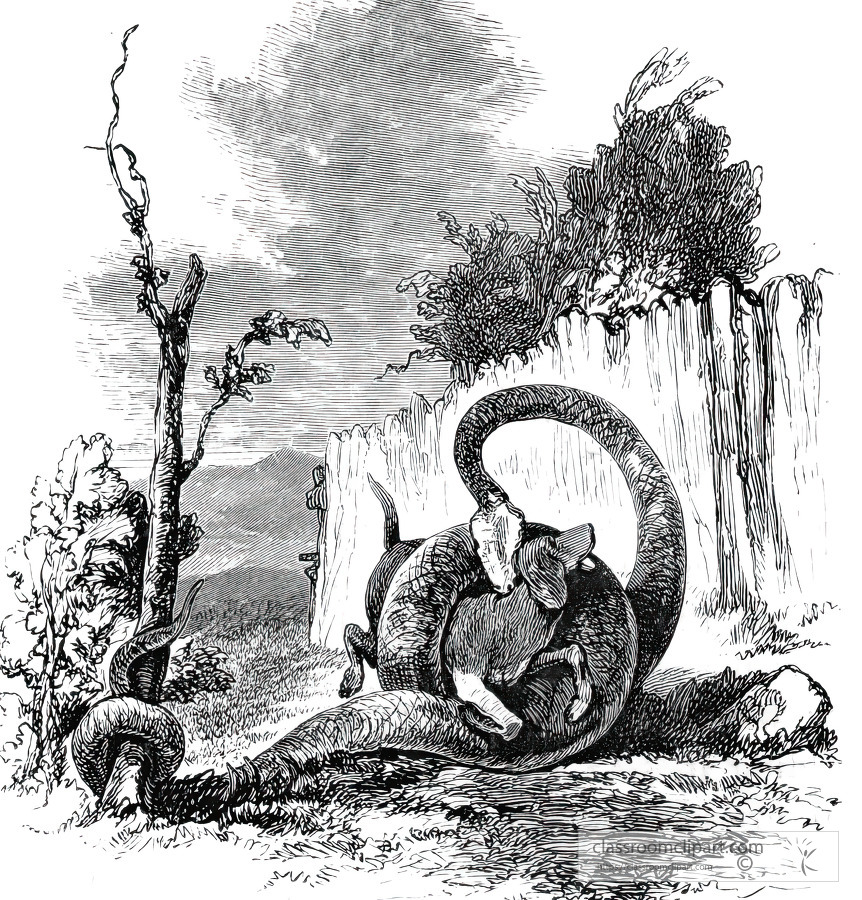 python seizing its prey historical illustration africa