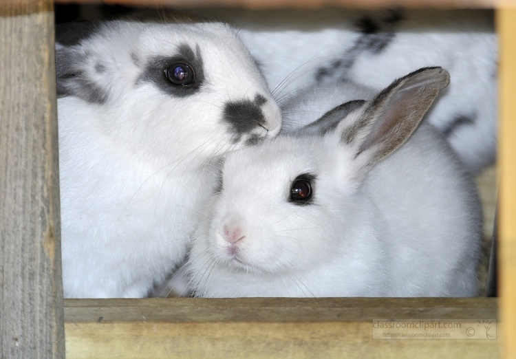 rabbits at farm photo 42