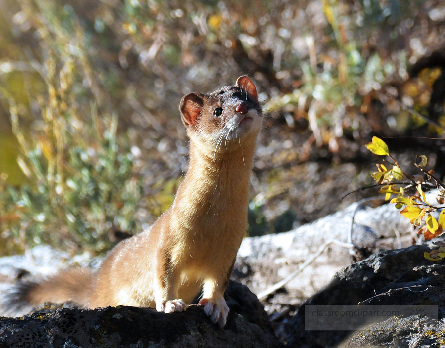 rare occasion when this Long tailed weasel