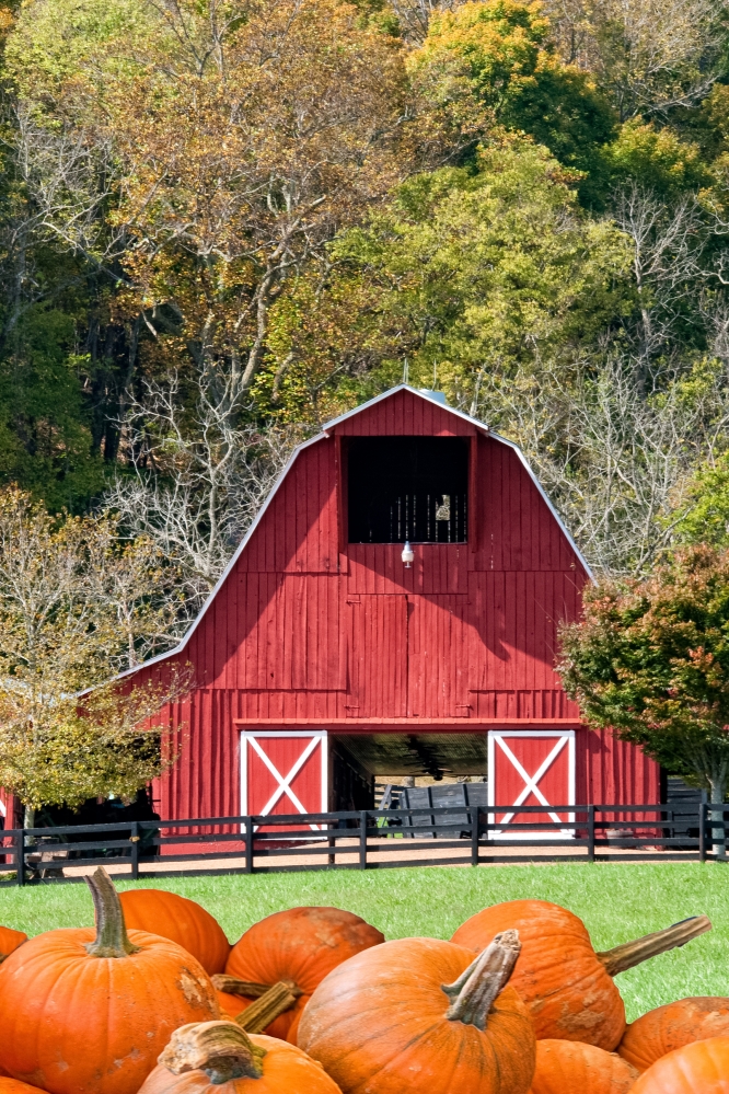 red barn fall folliage pumpkins