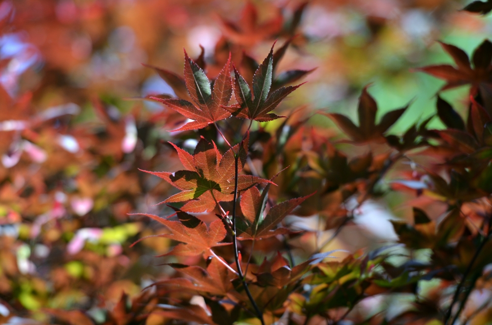 red orange tree leaves