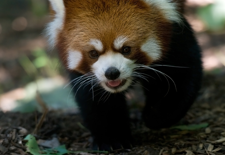 red panda adorable fluffy faces