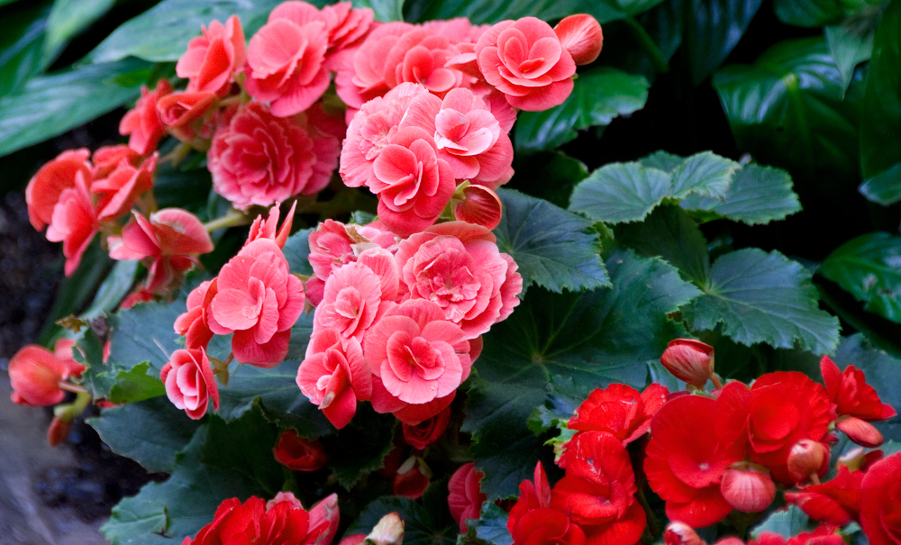 red pink begonia flowers