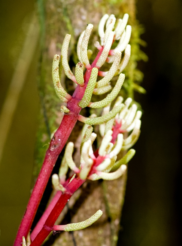 Red Stemmed white plant Costa Rica