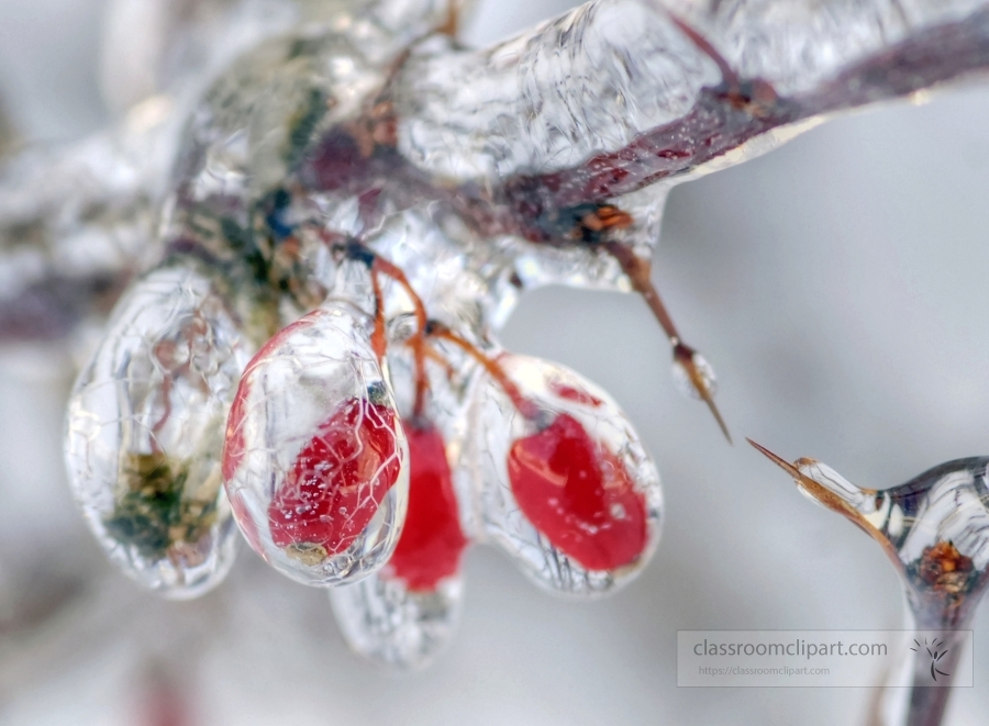 red tree berries covered with ice