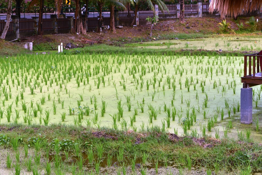 Rice Paddies Langkawi Malaysia