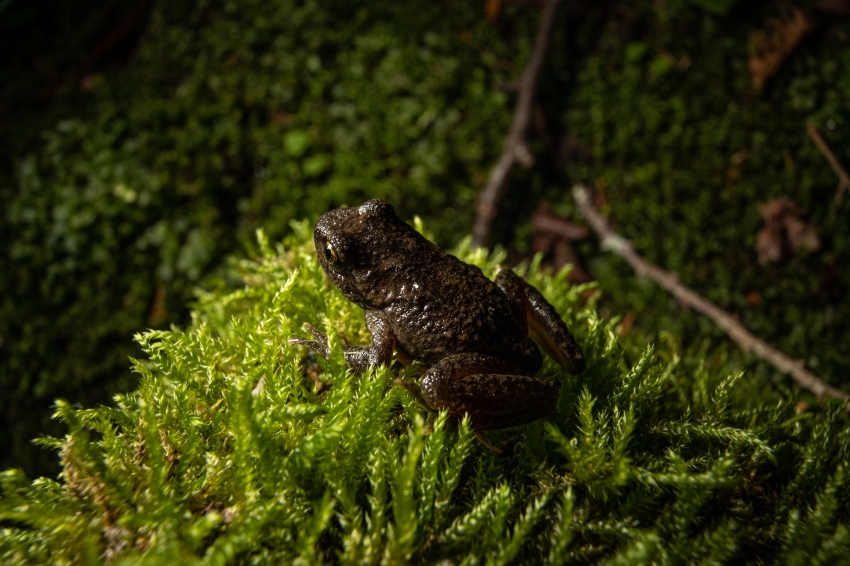 rocky mountain tailed frog on green moss