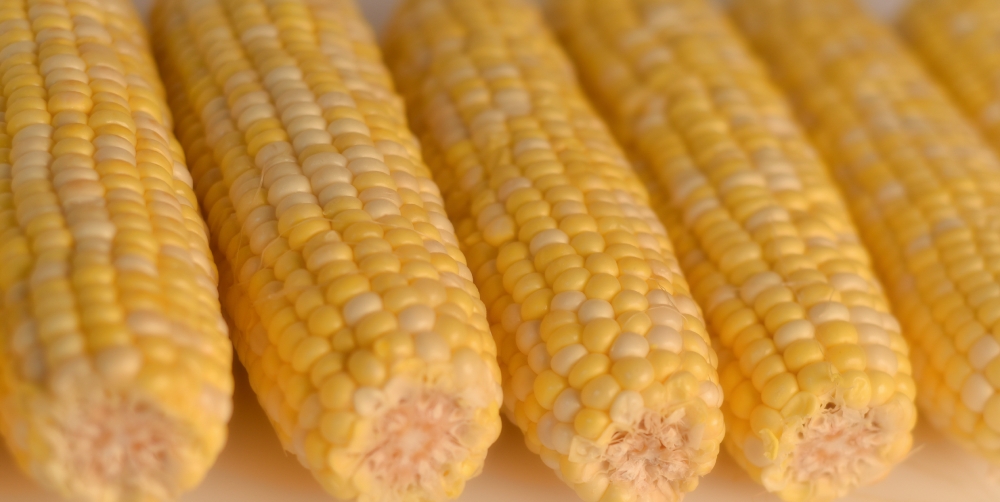 row of freshly picked ears of corn