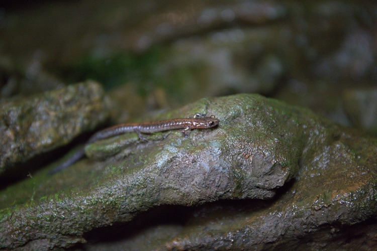 salamader of mossy rock