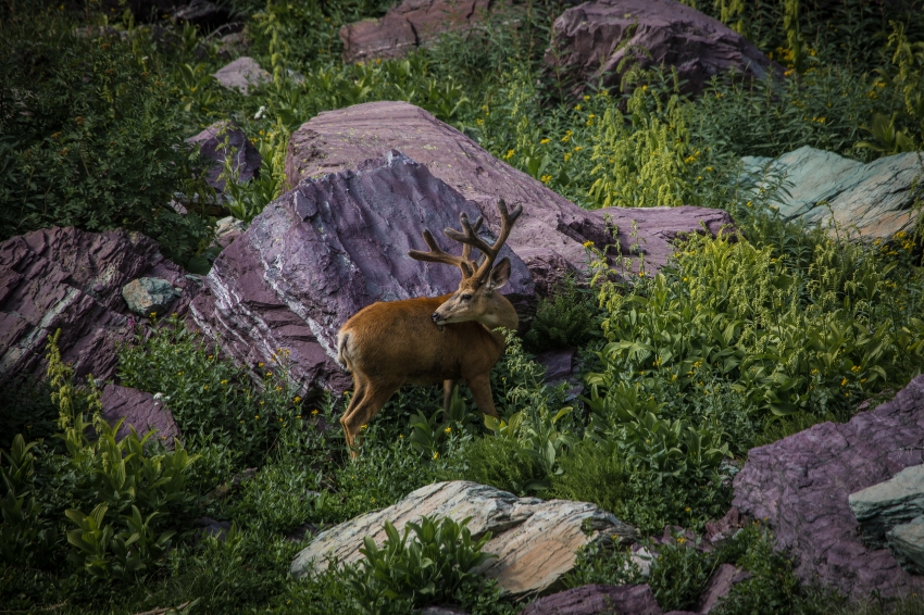 scenery of rocks and plants with mule deer buck