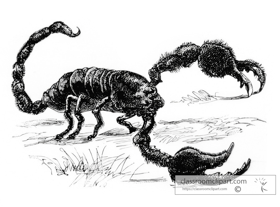 scorpion historical illustration