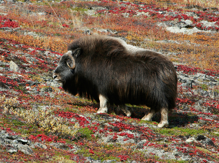 shaggy haired Arctic ruminant