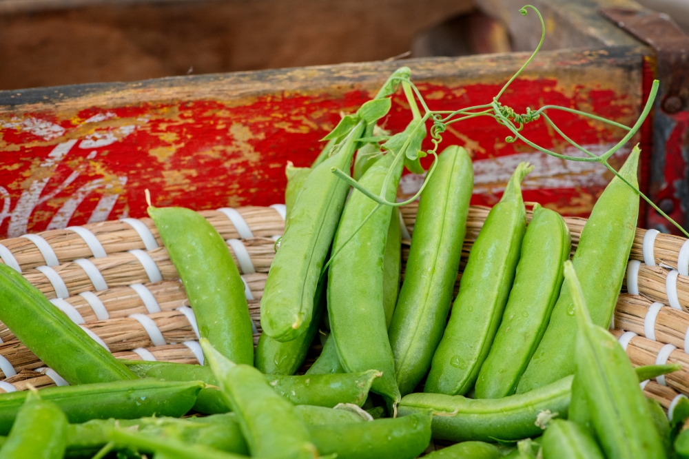 shot of ripe pea pods in basket with wood background