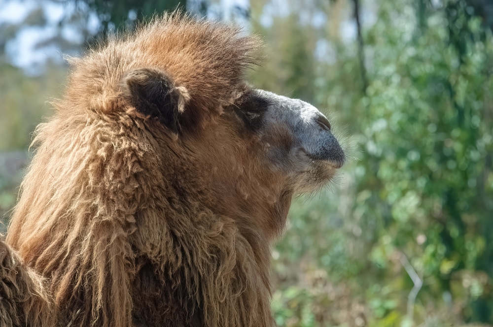 side view head of camel  with plants at zoo 